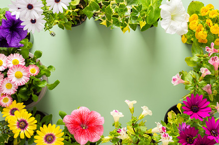 Flowers on a green background, a Nature Photo by Pandateam