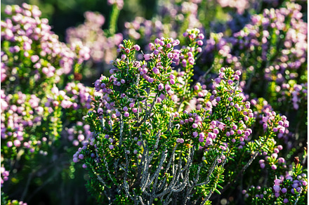 Blooming heather flowers, a Nature Photo by Nature and travel
