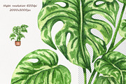 Houseplants Watercolor Clipart Vol6, an Object Illustration by BarvArt (Thumbnail 3 of 4)