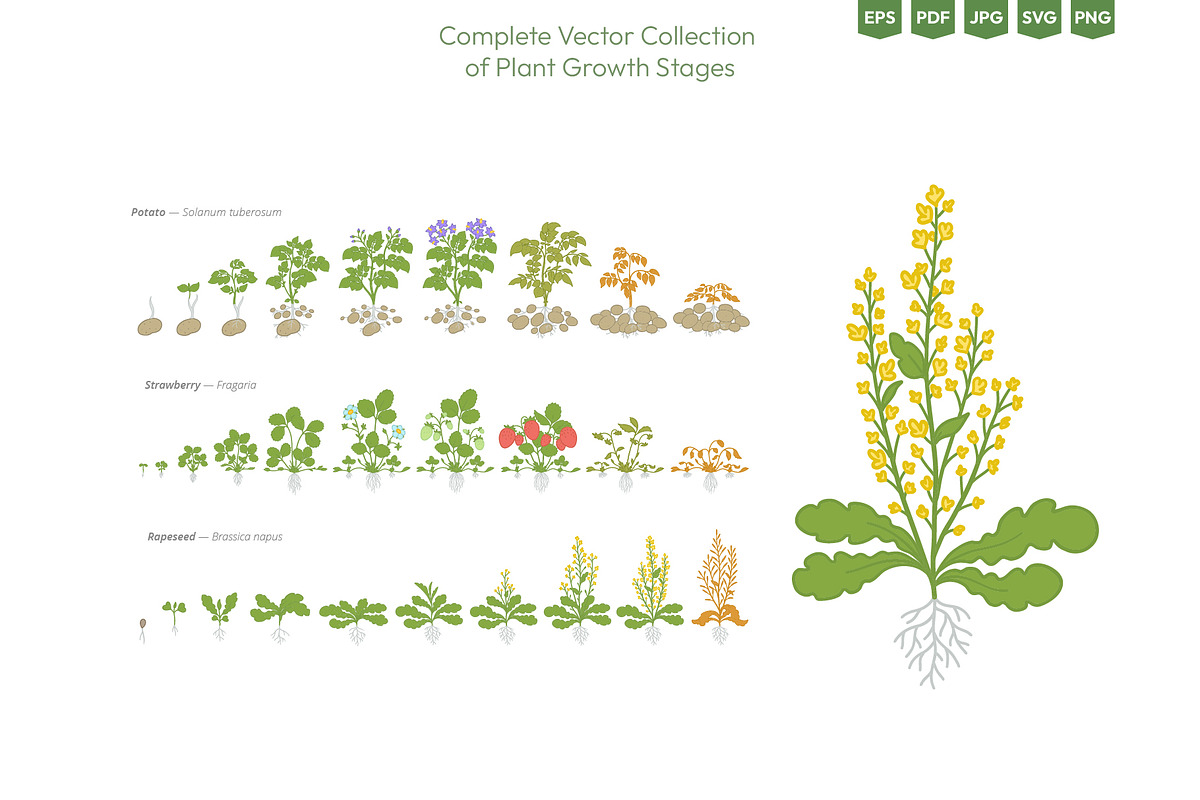 Life Cycle of Farming Plants, an Illustration by Ilia Design (Photo 4 of 7)