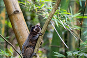 Brazilian Marmoset in the Forest, an Animal Photo by HiLine (Thumbnail 6 of 11)