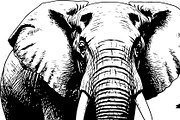 Wild Elephant Silhouette Set, an Illustration by jahid234 (Thumbnail 12 of 21)