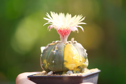 Colorful cactus with vibrant flower in pot, showcasing nature beauty, a Nature Photo by a454
