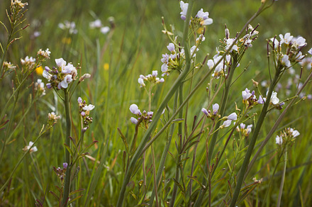 Floral meadow