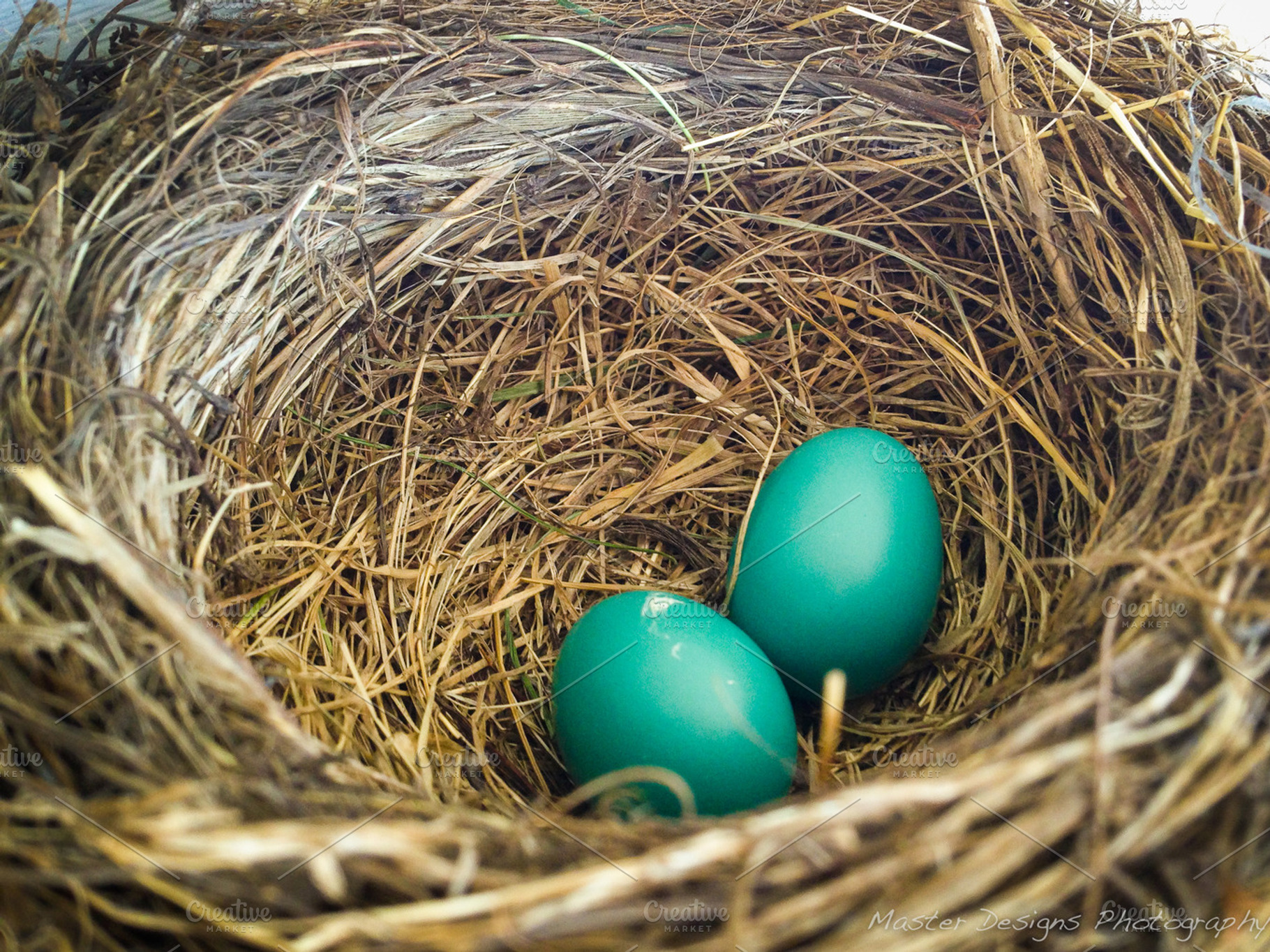 01 Bird nest with 2 eggs, a Nature Photo by Nancy Hebert Photography