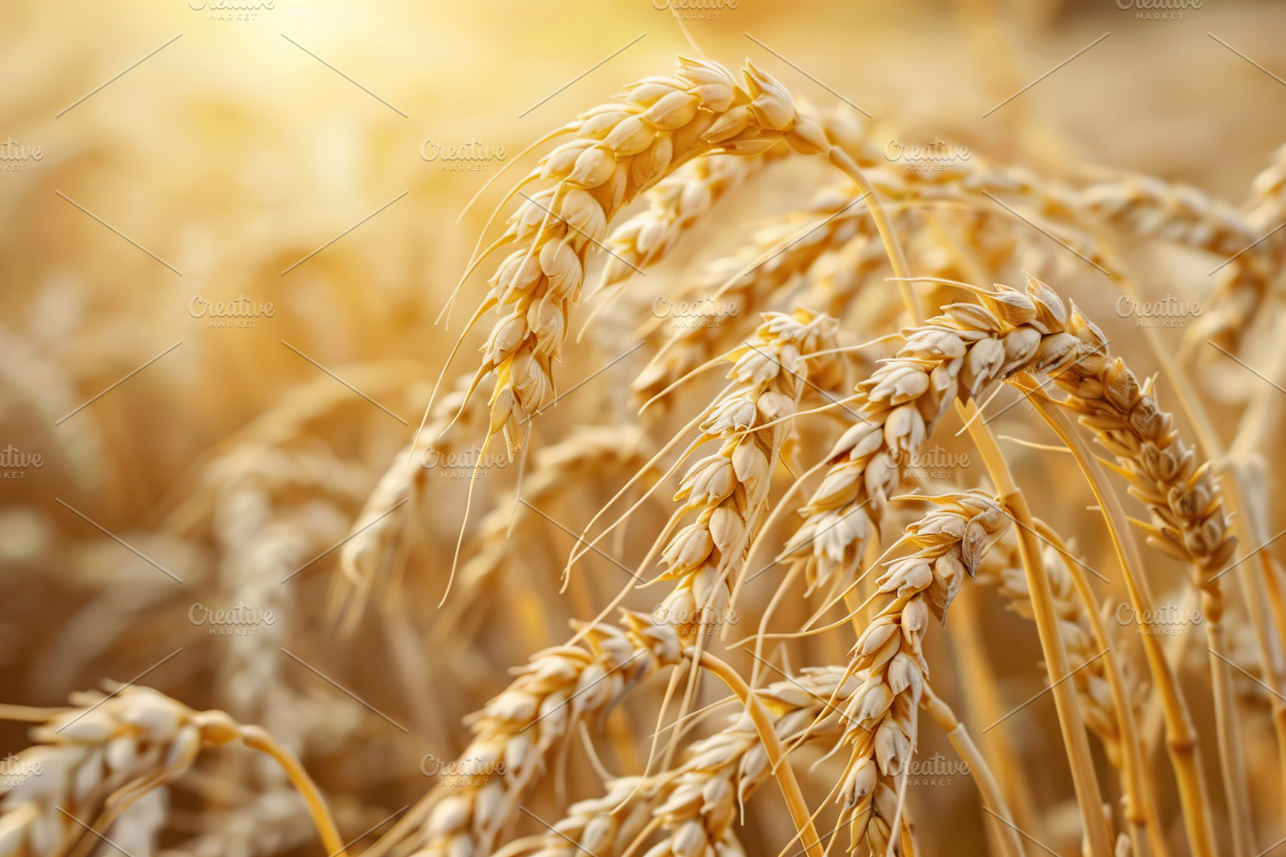 Yellow field with ripe wheat ears, a Nature Photo by AlyaAnd