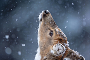 Peaceful Deer in Snowy Forest, an Animal Photo by Virgo Studio