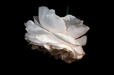 Nature photo of wilting rose