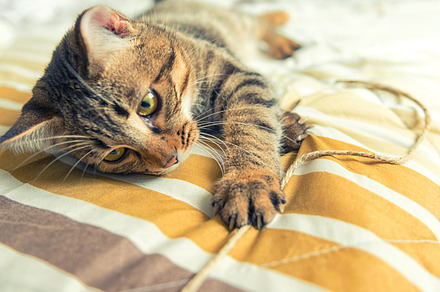Tabby cat  plays on bed stock photo containing cat and pet