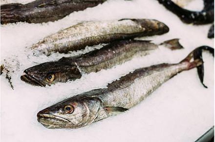 Fresh fish merluza or hake on ice on, a Food & Drink Photo by Our Amazing World