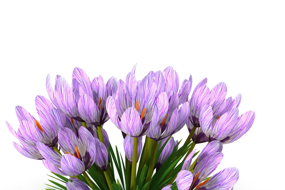 Crocus violet, an Environmental 3D Model by AndrewWhite (Photo 9 of 9)