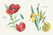 Vintage Flower Illustrations Bundle, an Illustration by Greta Ivy (Thumbnail 41 of 62)