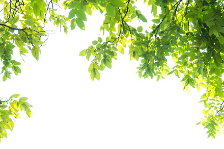 Beautiful Green leaves, a Background Photo by WindWalker