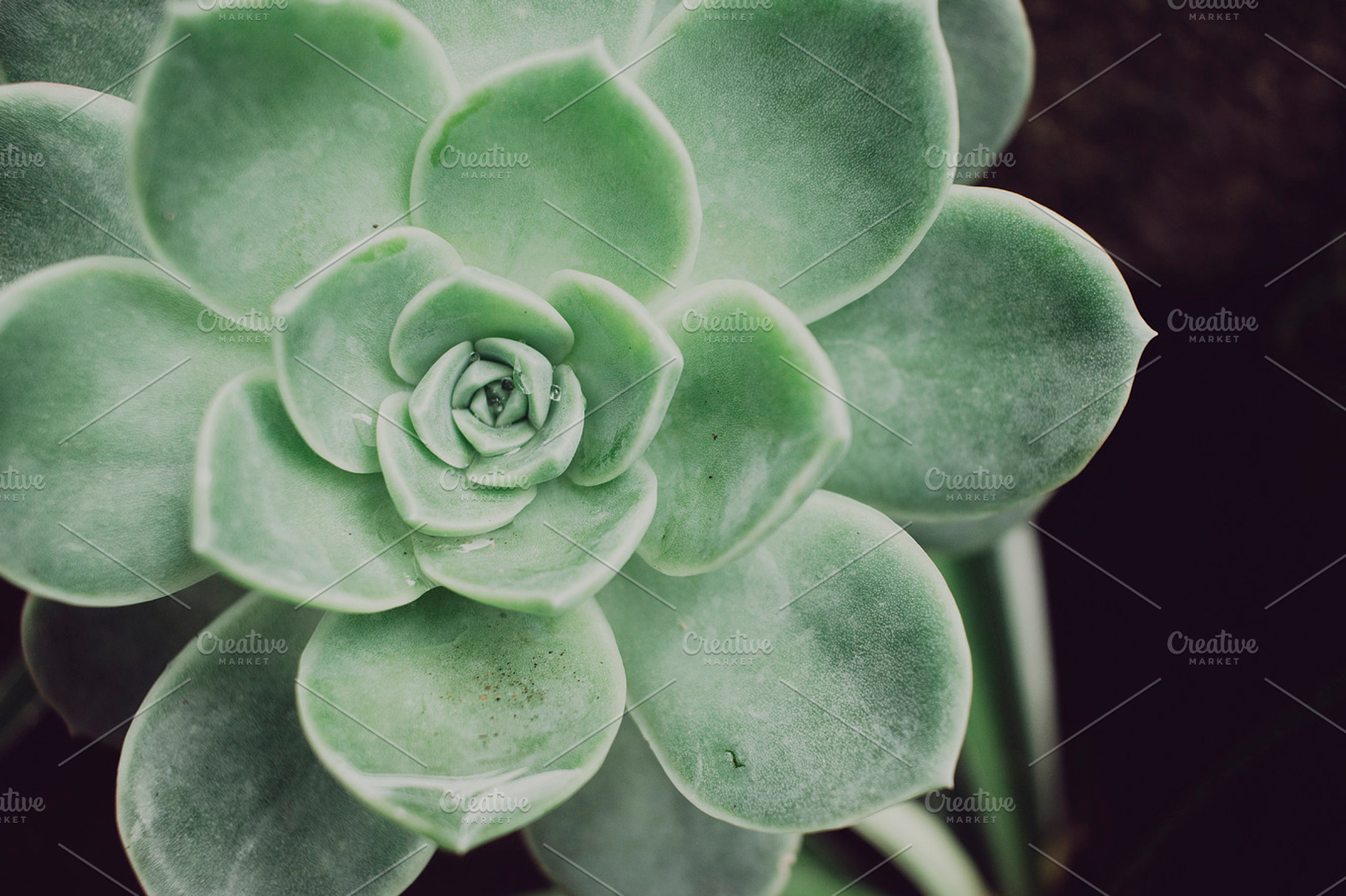 Minimalist Rock Rose Succulent Photo, a Nature Photo by René Jordaan Photography