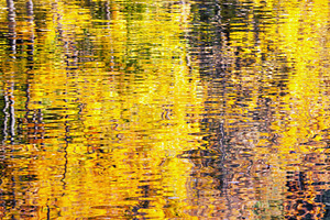 Golden autumn water reflection, a Nature Photo by BOOCYS