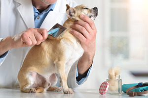 Veterinarian Brushing Chihuahua During Checkup close up, an Animal Photo by Davizro's Market