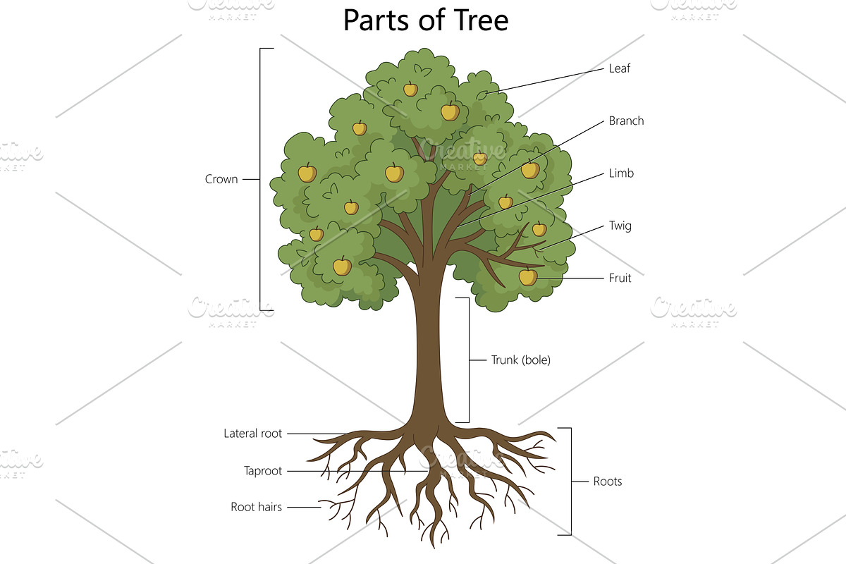 Parts of a Tree Diagram with Labeled, an Object Illustration by AlexArt