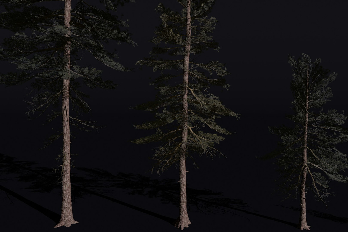 The Scots Pine Tree, a Plants & Tree 3D Model by FuturePastCreatives (Photo 4 of 8)
