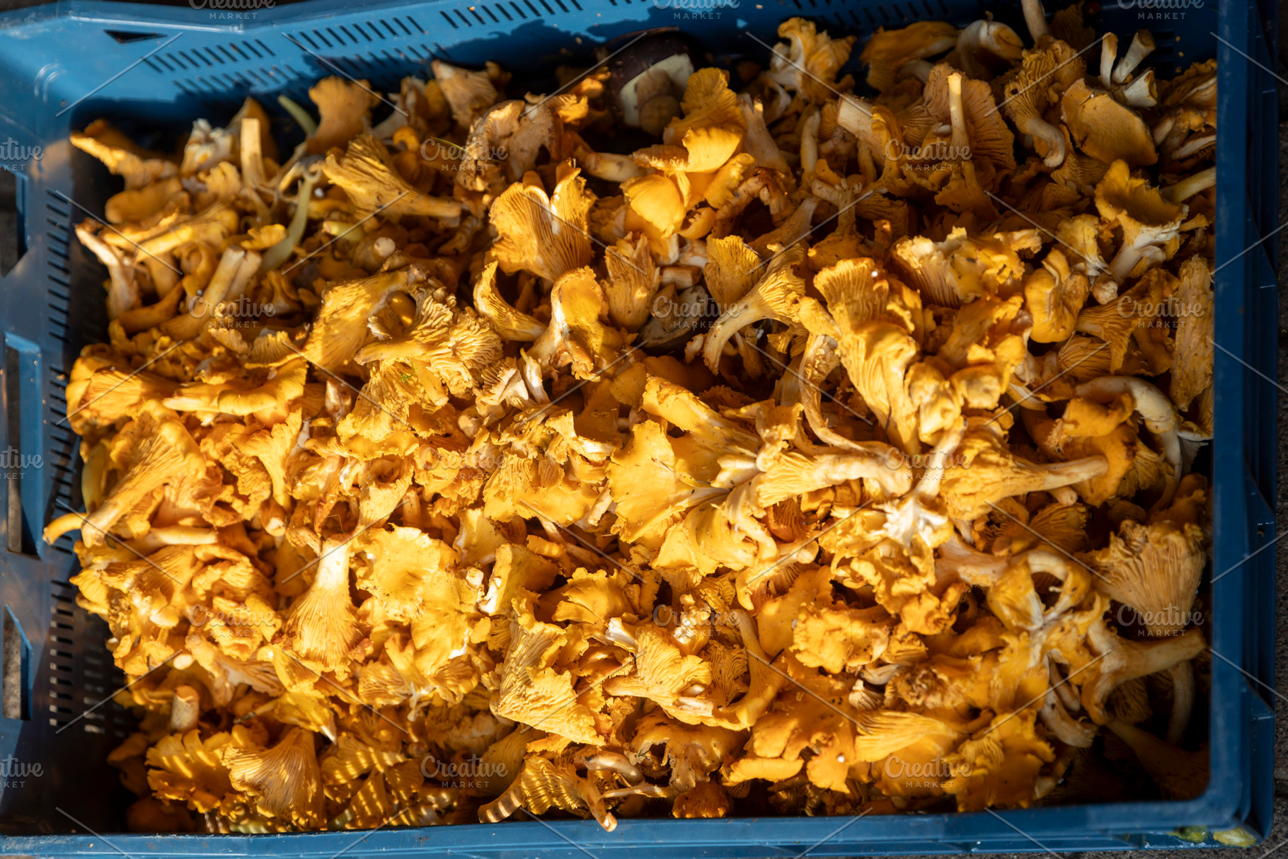 Overhead View of Freshly Foraged, a Nature Photo by Imaginarium
