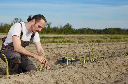 Farmer cutting green asparagus sprouts in the field