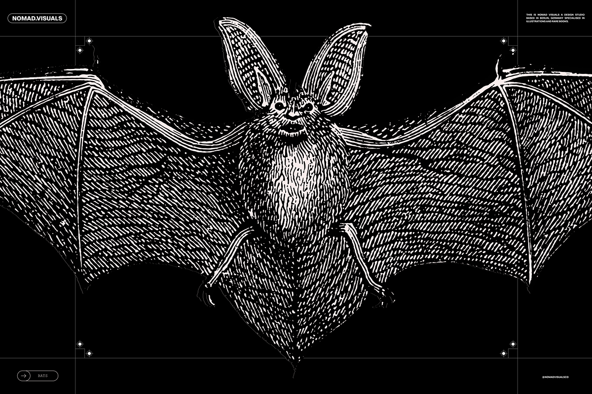 Halloween Special! Bats of the World, an Animal Illustration by Nomad Visuals (Photo 17 of 17)