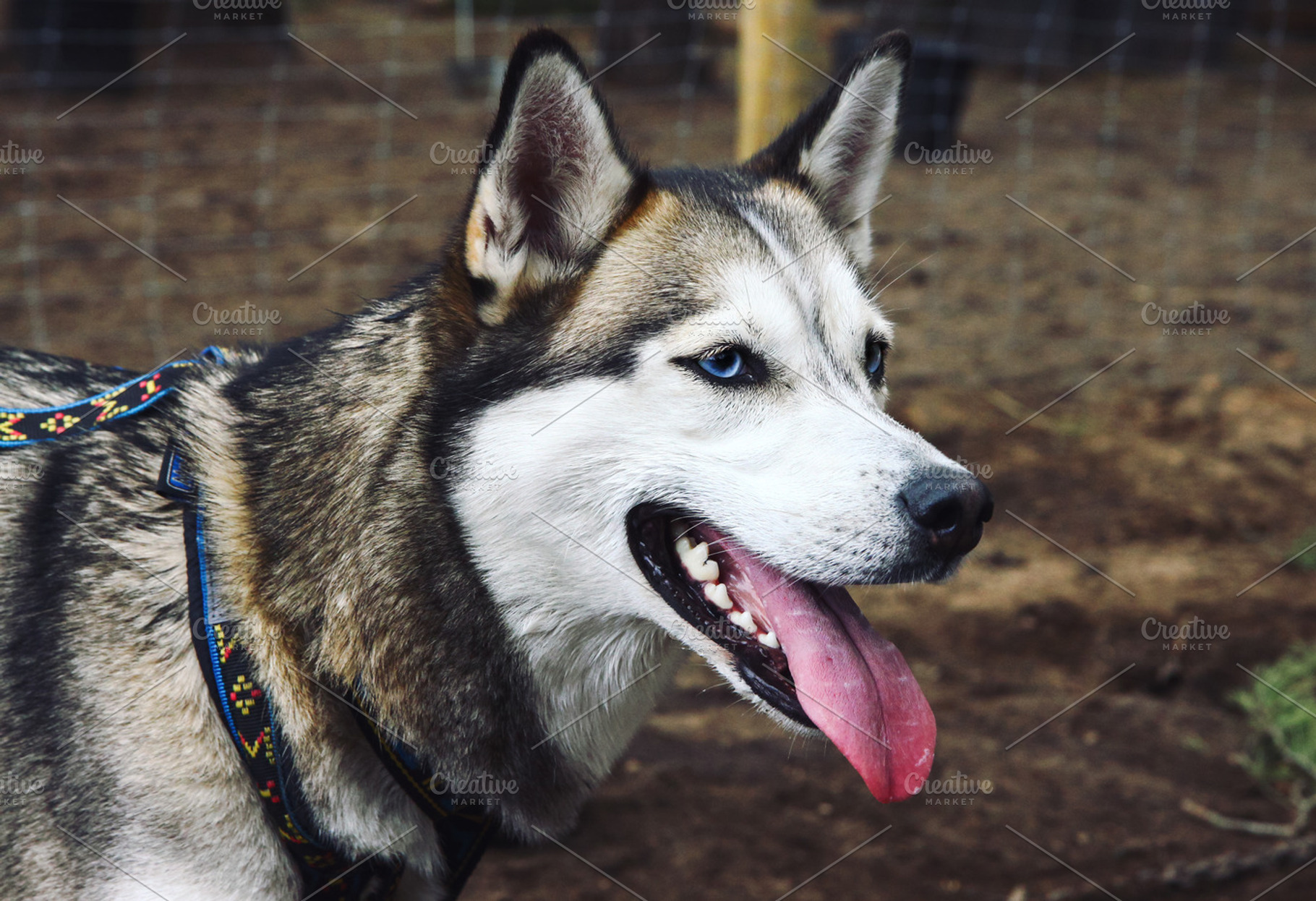 Siberian husky dog, an Animal Photo by BOOCYS
