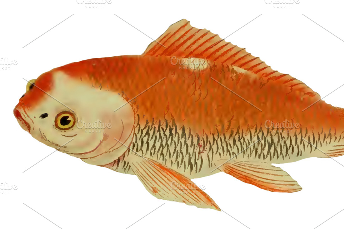 Japanese Koi Images, a Graphic by Digital Vintage (Photo 3 of 7)