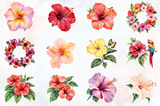 Hibiscus Flower Watercolor ClipArt's, an Illustration by RobertsArt (Thumbnail 2 of 7)