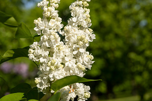 spring park with blooming white lilac flowers in the spring season closeup, ill, a Photo by rsoollAI