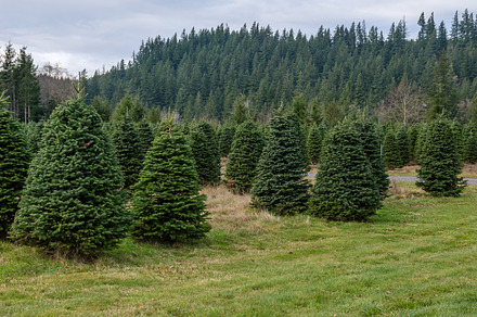 Fog Surrounds Evergreen Trees preview 6