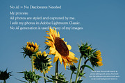 Sunflower Field Sky Background, a Background Photo by CreatingYOU.®, Lori Rice (Thumbnail 2 of 3)