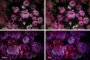 Chrysanthemum Lr Presets, an Action Add-On by PandoraDreams (Thumbnail 3 of 3)