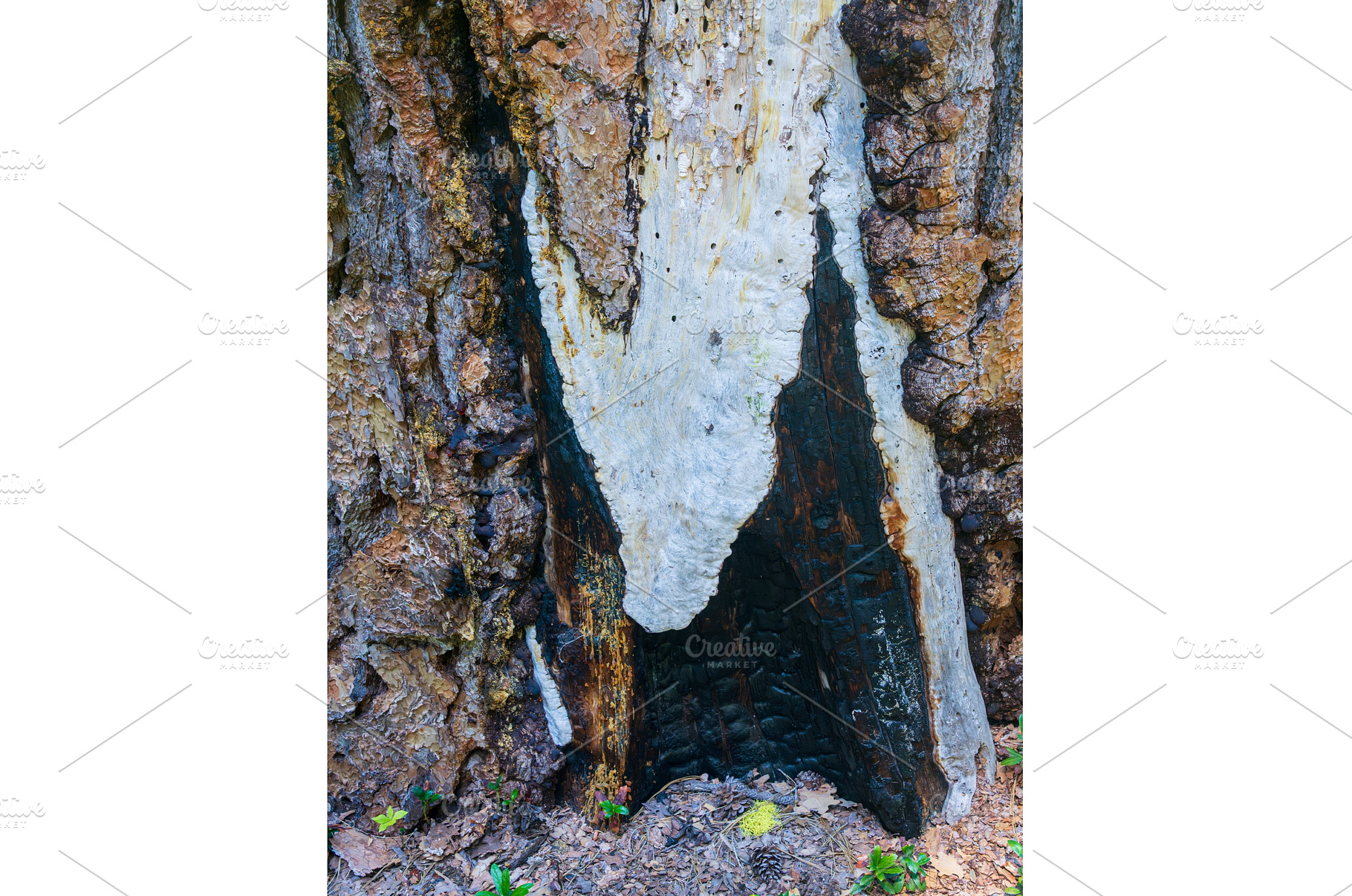 Severe damage to base of fir tree, a Nature Photo by Backyard Stock