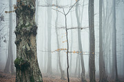 Halloween Forest pack 2018 Hi Res, a Nature Photo by Atmospheric visuals (Thumbnail 10 of 11)