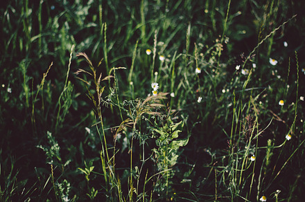 Grass Stock Photo Containing Grass And Nature preview 4