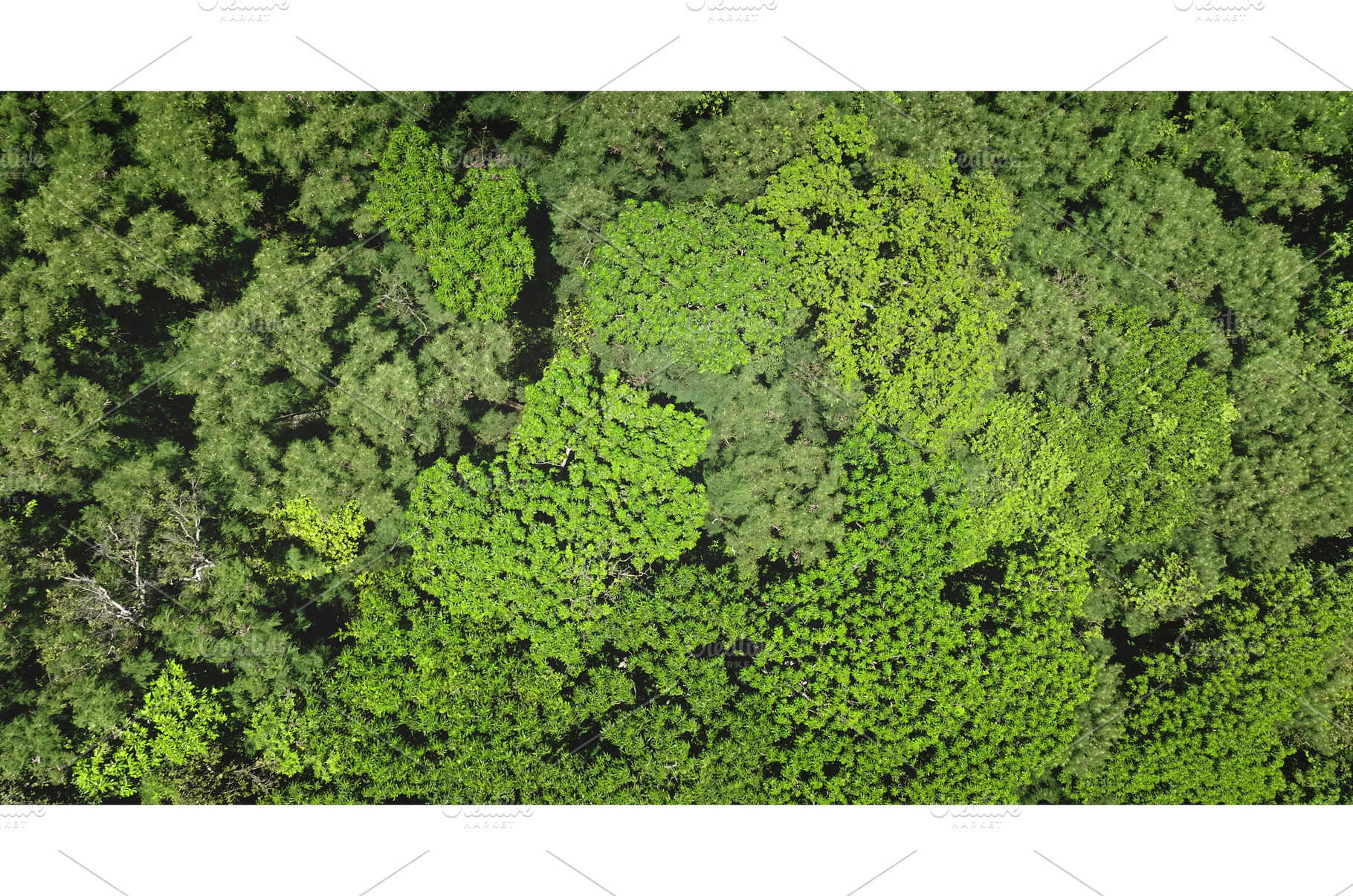 Lush green forest canopy forming a, a Background Photo by Goinyk