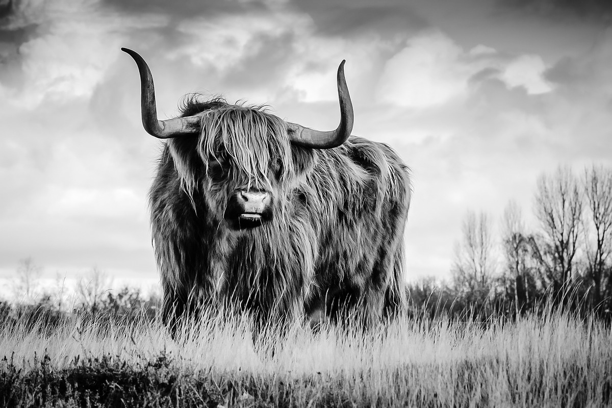 Black and White Lightroom Presets, an Action Add-On by Madison Colt Studios (Photo 7 of 15)