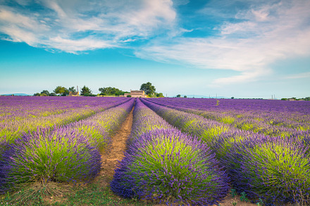 Cultivated purple lavender fields, a Nature Photo by Alpine Dreams