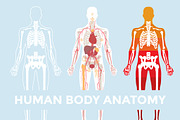 Human Body Anatomy, a Healthcare Illustration by Rekanice (Thumbnail 1 of 3)