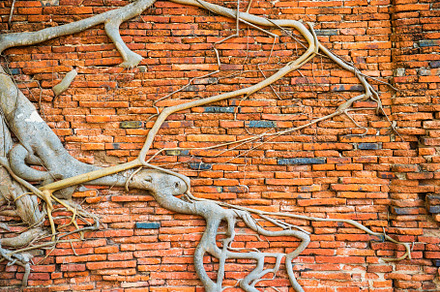 Brick wall and tree roots growing through it as background, a Nature Photo by Vapi