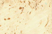 Watercolor bark paper, a Texture Graphic by le-genda (Thumbnail 12 of 15)