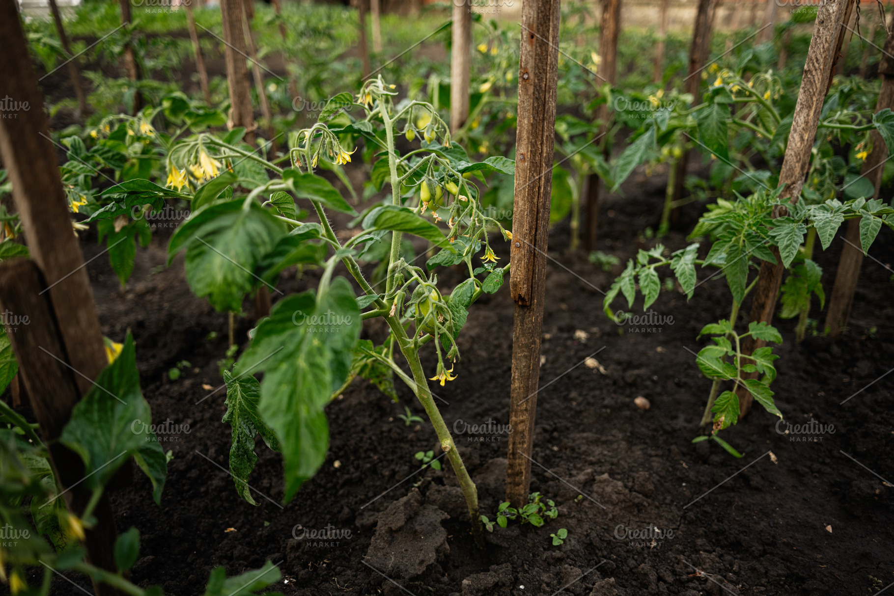 Growing tomato plants staked with wooden supports in a garden setting, a Photo by AS photostudio