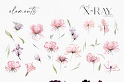 X-Ray Flowers Watercolor, an Object Illustration by Olga Koelsch (Thumbnail 11 of 13)