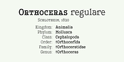 Leto Two, a Serif Font by Glen Jan (Thumbnail 8 of 10)