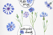 Cornflowers. Watercolor set., a Decorative Illustration by maritime_m (Thumbnail 2 of 4)