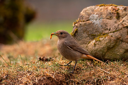 Female Common redstart with a tenebrium in its beak., an Animal Photo by CreativePhotoSpain