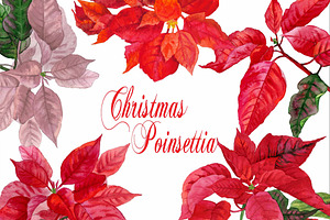 Christmas Poinsettia
