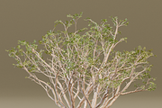 The Red Coral Tree, a Plants & Tree 3D Model by FuturePastCreatives (Thumbnail 7 of 8)