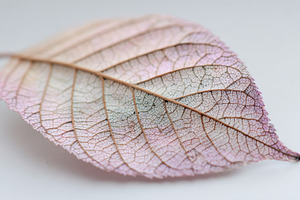 Leaf with unique texture and pattern, a Photo by Beautiful things