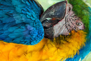 Plumage Atelier. Procreate Brushes, a Brush Add-On by Eldar Zakirov's (Thumbnail 5 of 25)